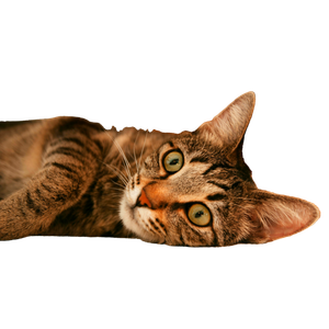 Close Up Of A Tabby Cat Relaxing On A Wooden Floor With An Orange Backdrop, Showcasing Its Calm Demeanor. 17211 - Cat PNG image with transparent background